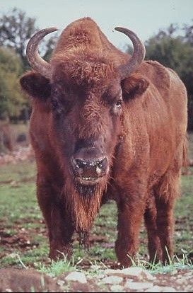 bison