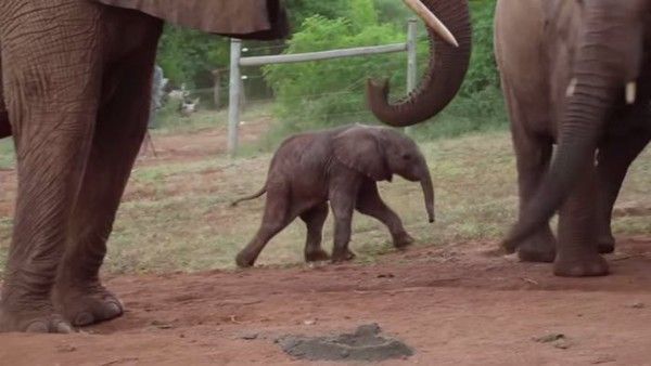 un éléphant retourne à son orphelinat