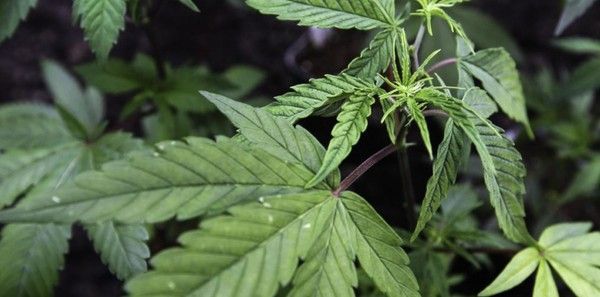 Cannabis : "Voyons ce qu'une légalisation peut donner !"