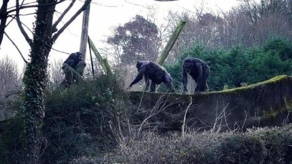 chim­pan­zés 