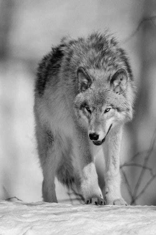 loups