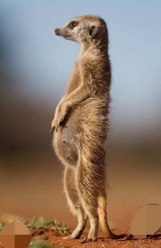 suricate