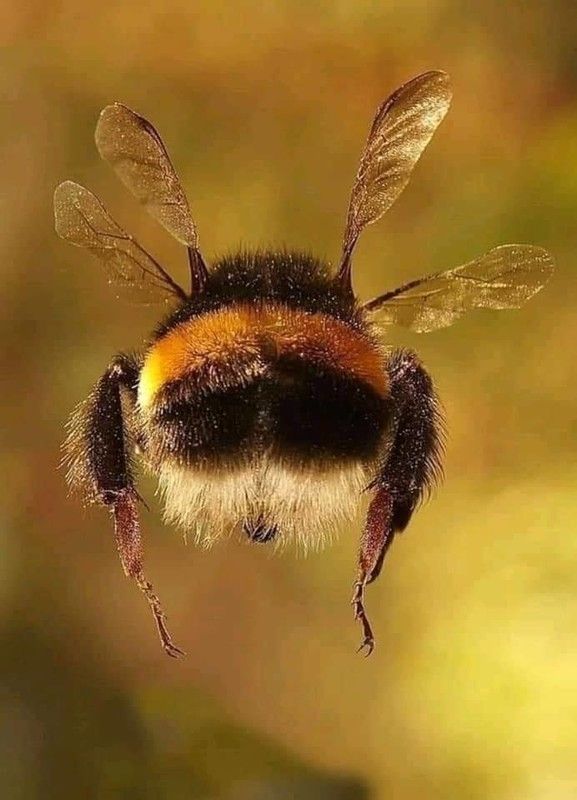abeilles 