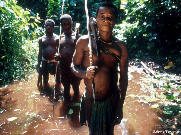 Les Pygmées chassés de leur terres