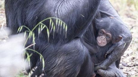 Le geste incroyable d'une maman chimpanzé  