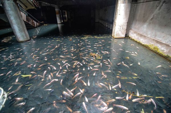 refuge pour des milliers de poissons