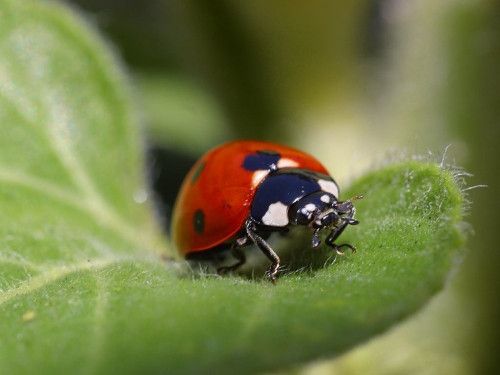 coccinelle