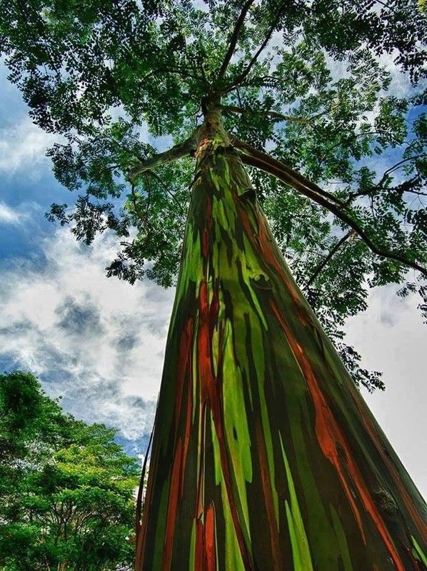 Eucalyptus Arc-en-ciel.
