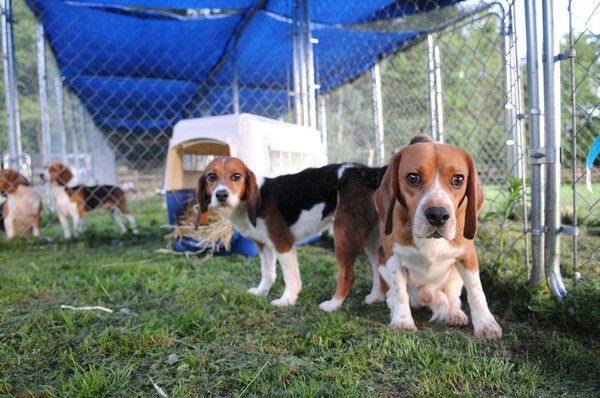 beagles