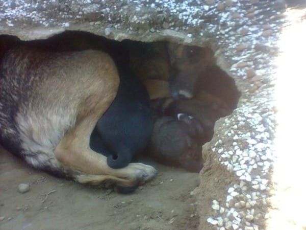 Ce chien a creusé un trou 
