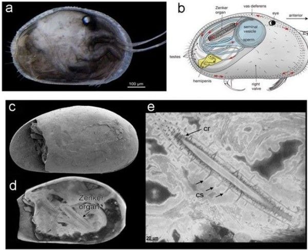 découverte des plus vieux spermatozoïdes du monde