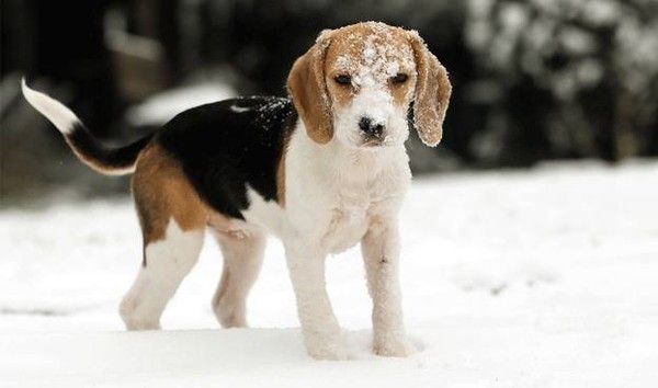 Les chiens et l'hiver : attention !