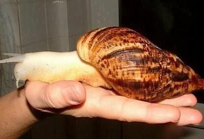 escargot