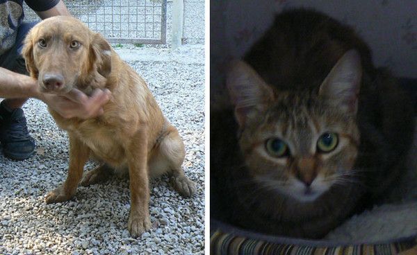 un chien et un chat retrouvés enfermés