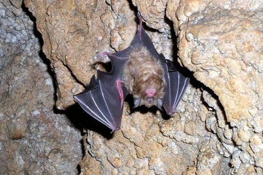 chauve souris