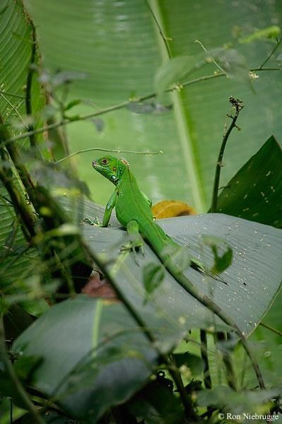 lézard