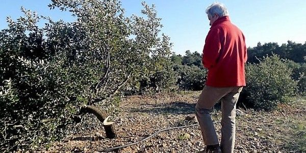300 chênes truffiers abattus à la tronçonneuse