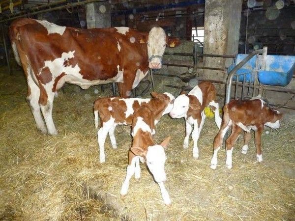 une vache donne naissance à des quadruplés