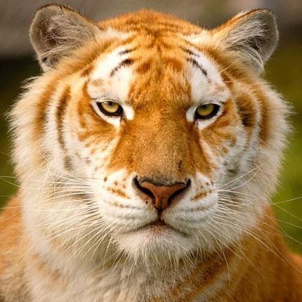 tigre doré