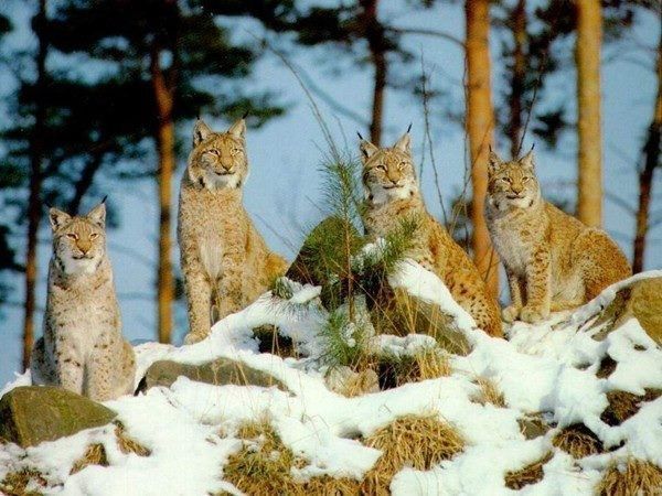 lynx