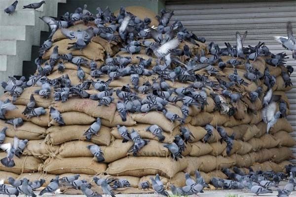 Etat Islamique a interdit l’élevage de pigeons 