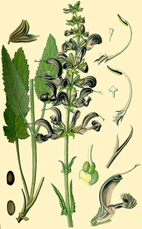 La Sauge Officinale - Salvia officinalis