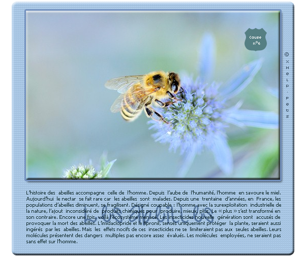 abeilles