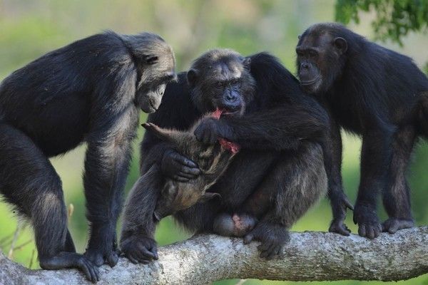 chimpanzé 