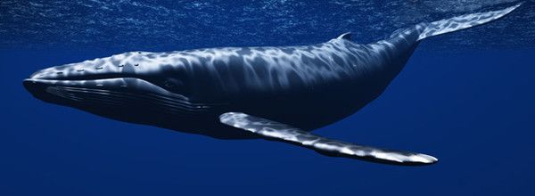 Cette baleine grise avait avalé 59 objets différent 