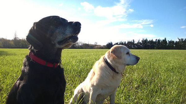 Deux chiens âgés adoptés 