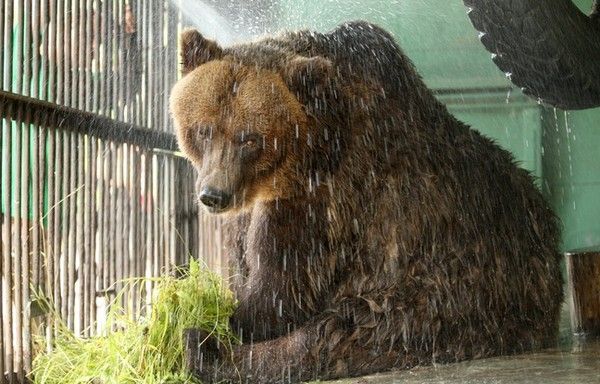 ours maltraités en Russie
