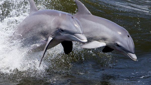 dauphins de combat