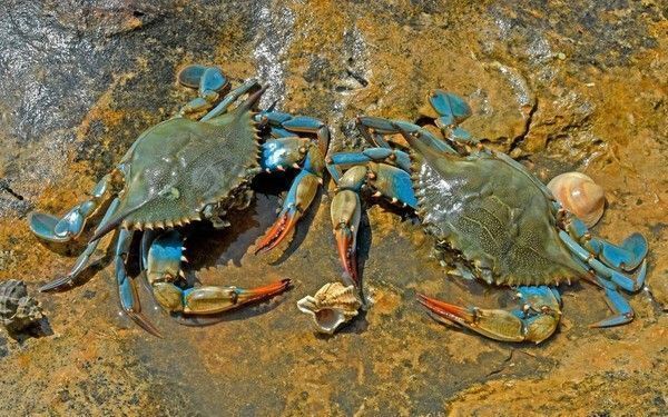crabe 