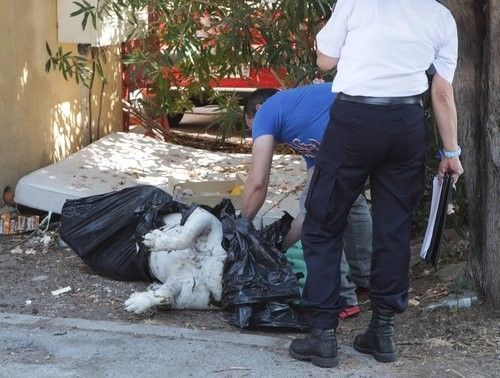 Un pittbull jeté aux ordures à Saint-Raphaël