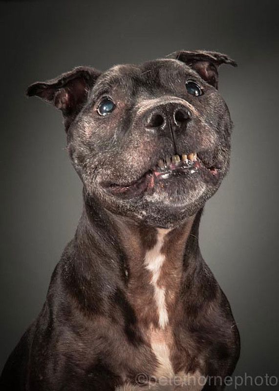 Ces magnifiques photos de chiens très âgés 