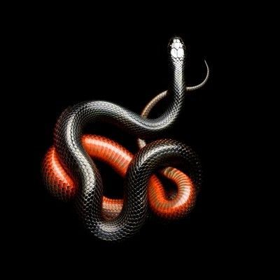 serpent noir à collier rouge 