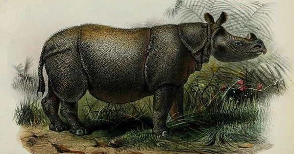 rhinocéros 