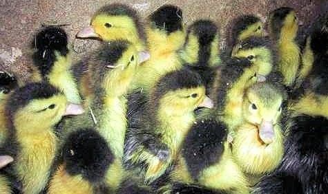 Les Oies et les Canards  massacrés pour leur foie gras