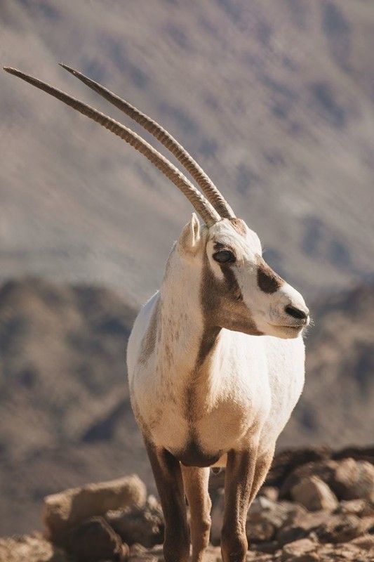 L’oryx