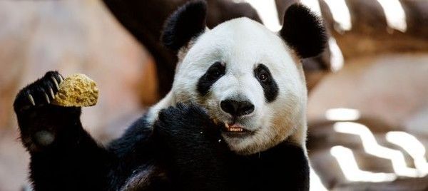 une femelle panda feint une grossesse