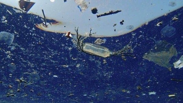 Les déchets plastiques tuent