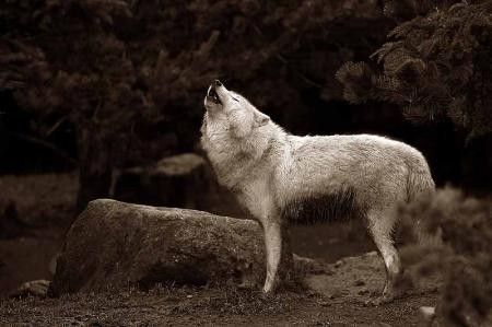 le loup