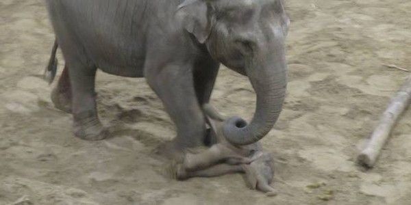 Un éléphanteau né à Planckendael