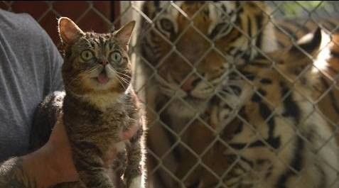 Greenpeace mobilise des "lolcats" pour sauver les tigres