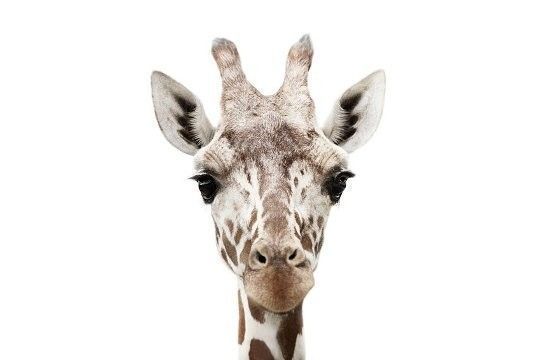 girafe