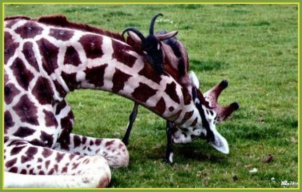 girafe et biquette