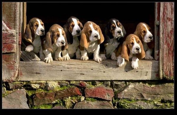 des beagles en vue d’expérimentations