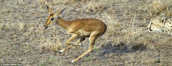 antilope