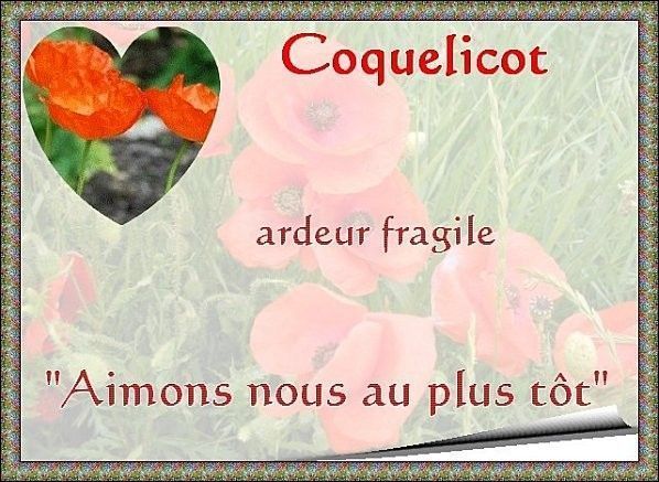 coquelicot