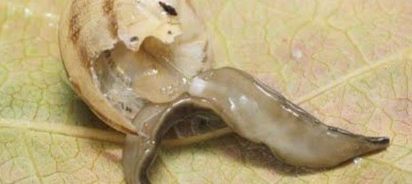 le ver tueur d'escargots débarque en Europe